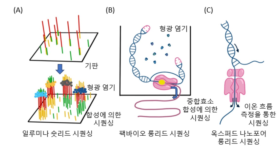 롱리드시퀀싱.jpg