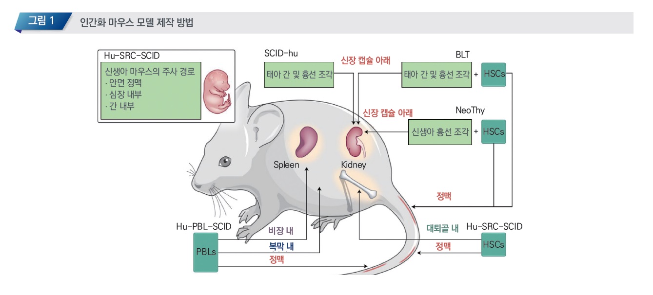 인간화.jpg