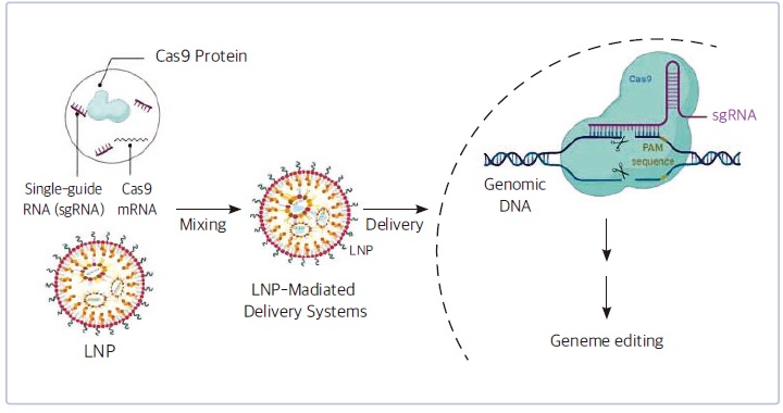[특허분석] 지질나노입자 전달체 특허 분석.jpg