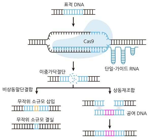 [기술동향] 크리스퍼 기반 유전자 편집 기술 및 치료제 개발 동향.jpg