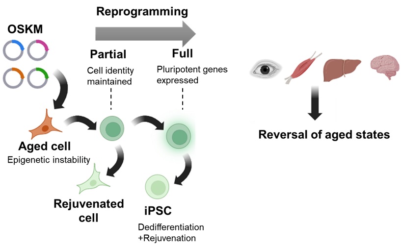 [기술동향] 역노화 기술 최신 동향.jpg